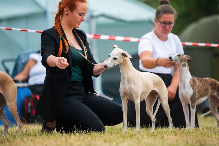 Klubová výstava Whippet klubu Most
